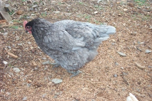 An Andalucian Blue hen