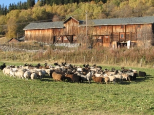 Norwegian sheep farm in autumn